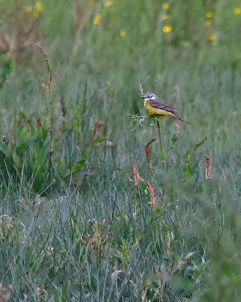 Channel wagtail